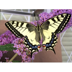 Swallowtail Papilio machaon machaon Sweden 10 larvae at SPECIAL PRICE!